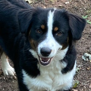 Mini American Shepherd adult Wisconsin