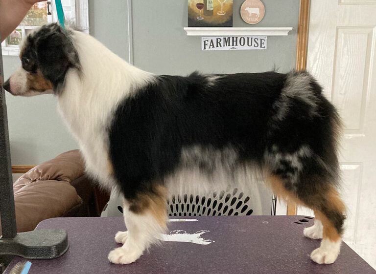 small Miniature toy aussie breeder in Wisconsin