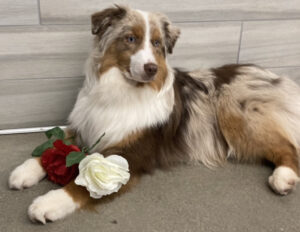 versatile miniature american shepherd in US