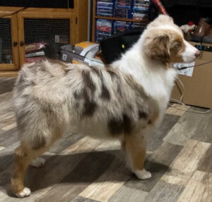 Red Merle mini aussie minisota