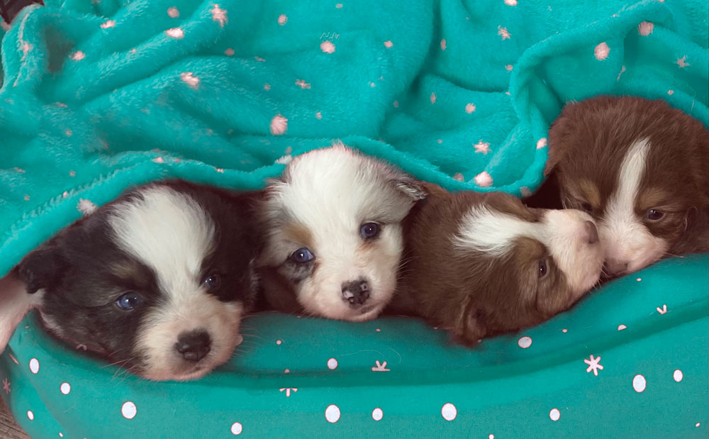 Miniature American shepherd breeder in Minnesota at Waterfall Aussies