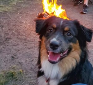 mini australian shepherd minnesota