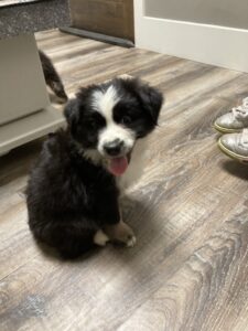 mini aussie puppy wisconsin for sale