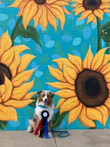 miniature american shepherd nose work minnesota