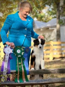 Tennessee miniature american shepherd breeder