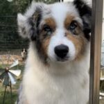 blue eyed miniature american shepherd