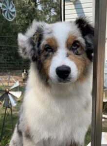 blue eyed miniature american shepherd