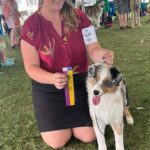 best of breed miniature american shepherd puppy