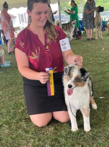 best of breed miniature american shepherd puppy
