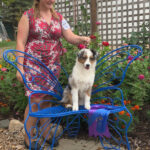 miniature american shepherd specialty winner 2023