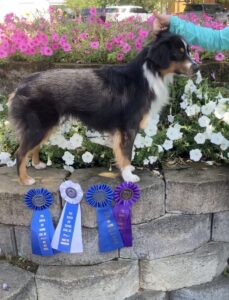 ukc champion miniature american shepherd
