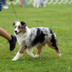 baby miniature american shepherd in Wi