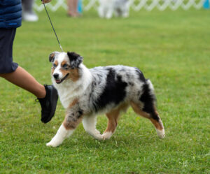 baby miniature american shepherd in Wi