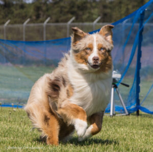 funny miniature american shepherd