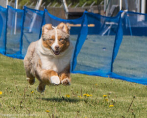 Miniature American Shepherd Cambridge Minnesota