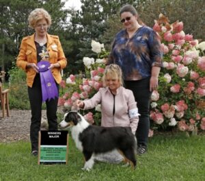 miniature american shepherd Minneapolis