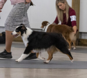miniature american shepherd movement