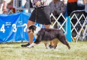 champion miniature american shepherd female