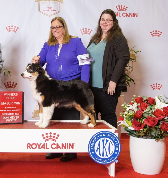 miniature american shepherd winners bitch