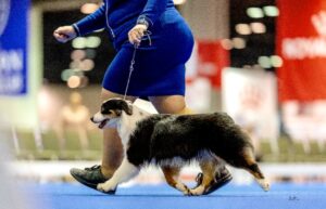 miniature american shepherd royal canin