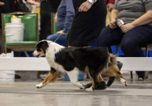 miniature american shepherd female