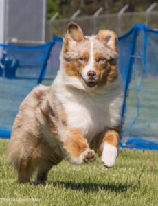 miniature American shepherd fastcat