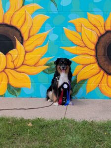 black tri miniature american shepherd stud