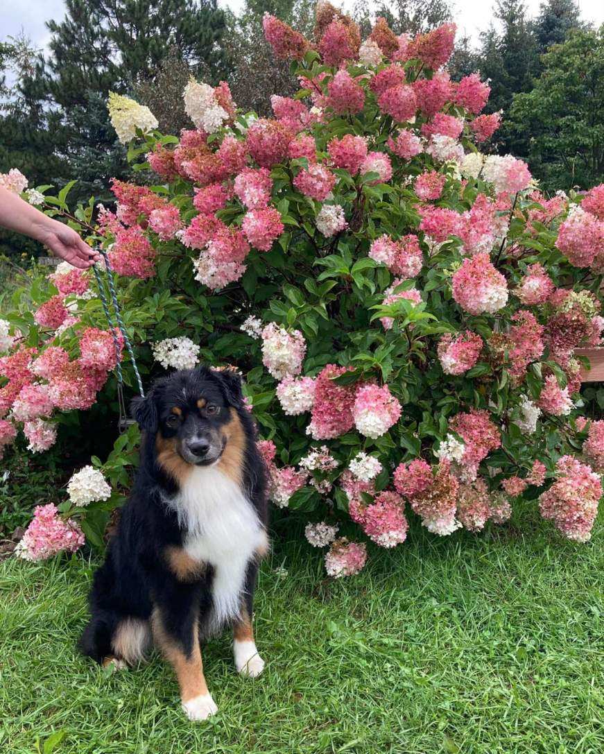 miniature australian shepherd stud
