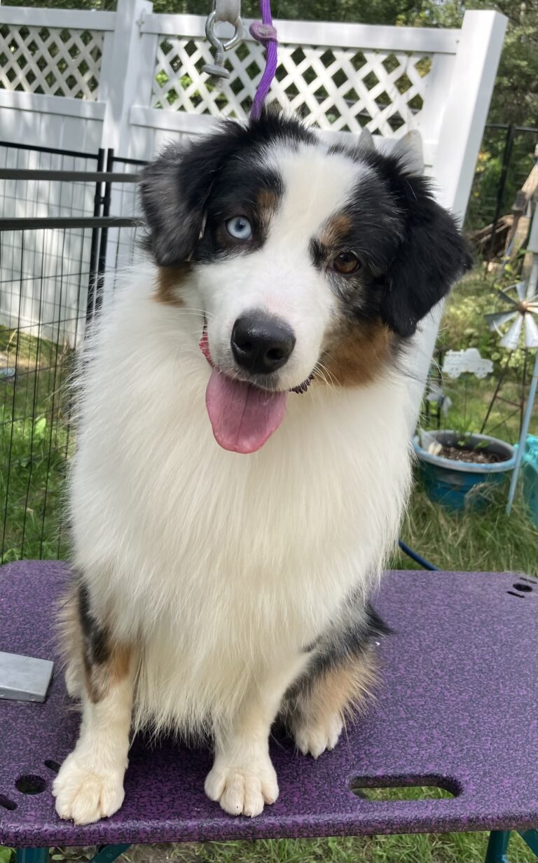 blue merle miniature American shepherd stud
