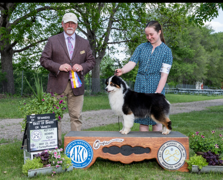 black tri miniature American Shepherd stud dog