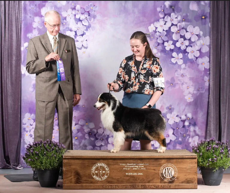 Miniature American shepherd stud