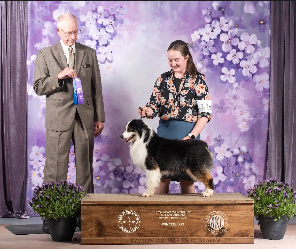 Miniature American shepherd stud