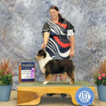 miniature American shepherd black tri