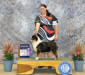 miniature American shepherd black tri