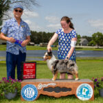 blue merle female miniature american shepherd