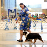 miniature american shepherd bitch