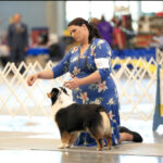 black tri female miniature American Shepherd