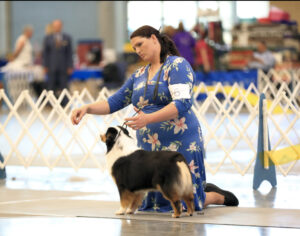 black tri female miniature American Shepherd