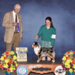 13.5' miniature American Shepherd female