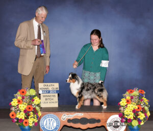 13.5' miniature American Shepherd female