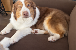 champion red tri mini aussie