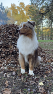 mini aussie male in Minnesota for stud
