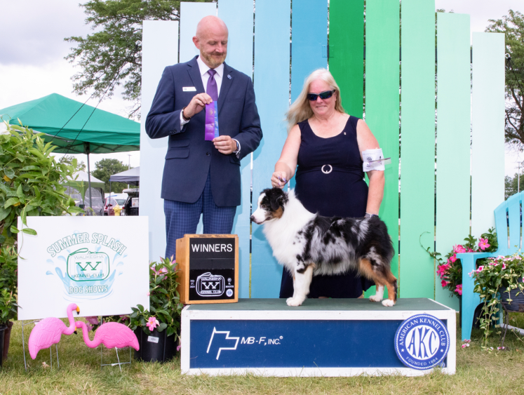 AKC Champion Miniature American Shepherd Illinois