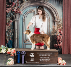 UKC Champion Miniature American Shepherd