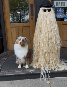 miniature Australian shepherd in Winona Minnesota