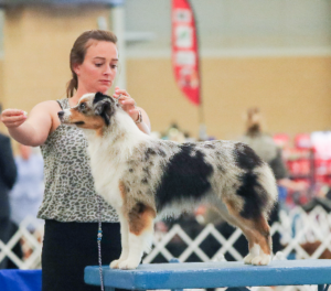 versatile champion Mini Aussie In Oklahoma