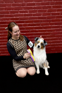 Best of breed Winner St. Paul Minnesota Miniature American Shepherd