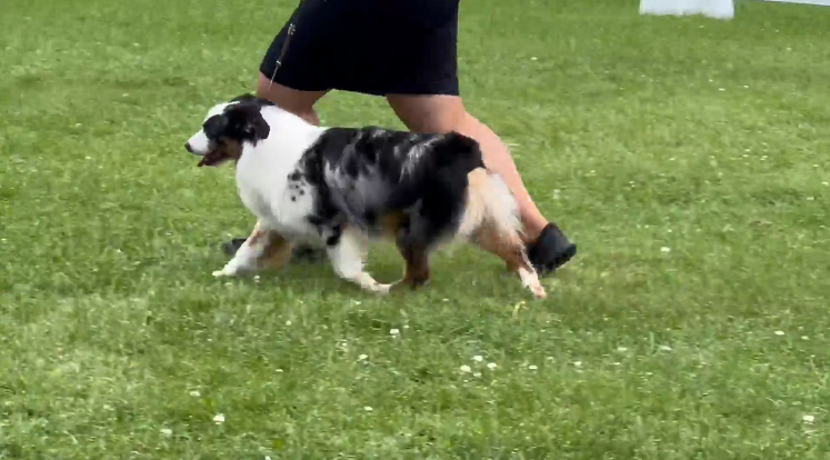 mini aussie Wisconsin health tested