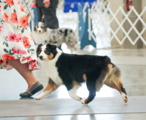 Grand Champion Mini aussies in Oklahoma