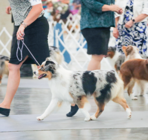 show quality mini aussies in Minnesota
